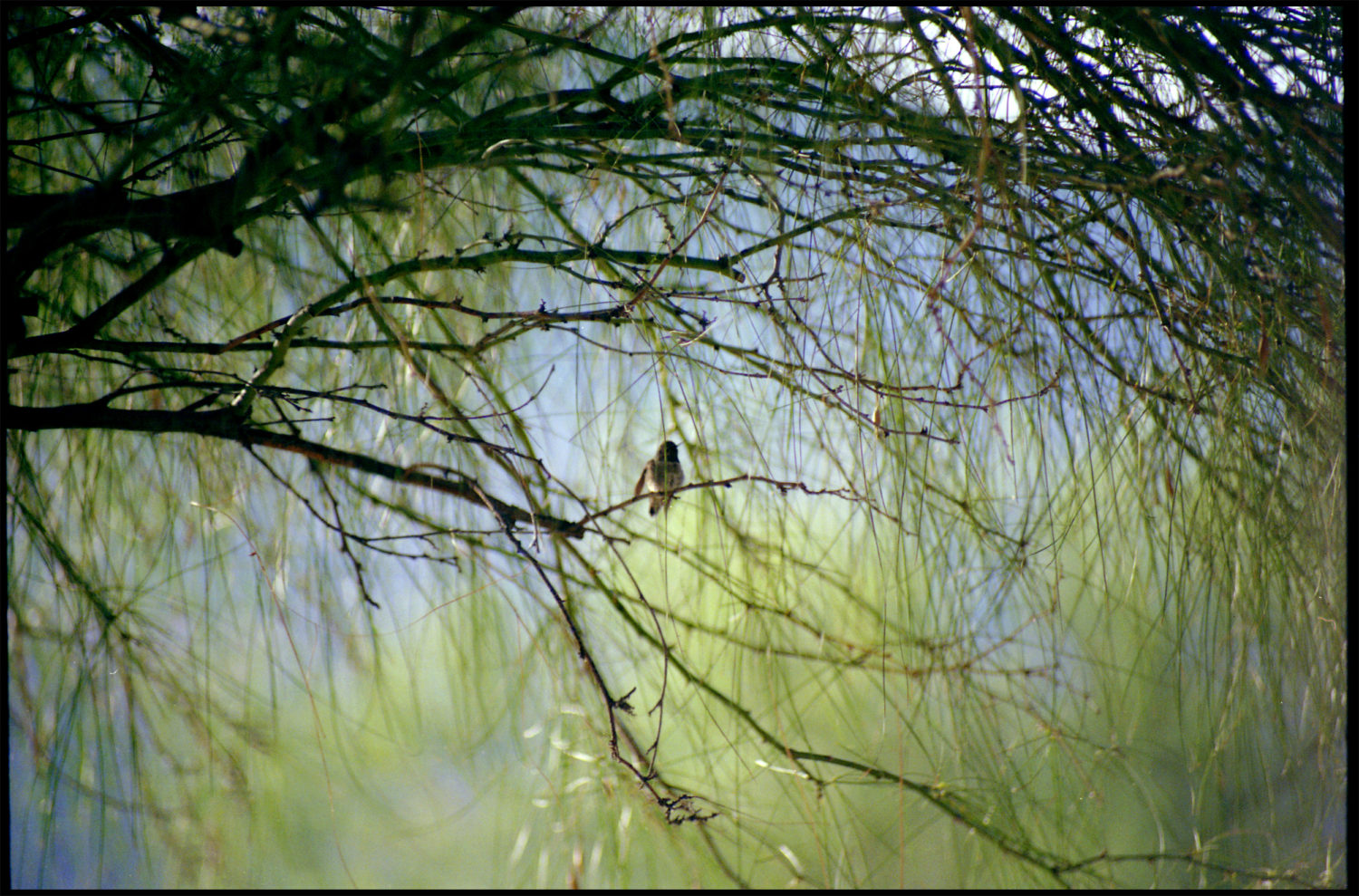 Bird. Arizona, 1990