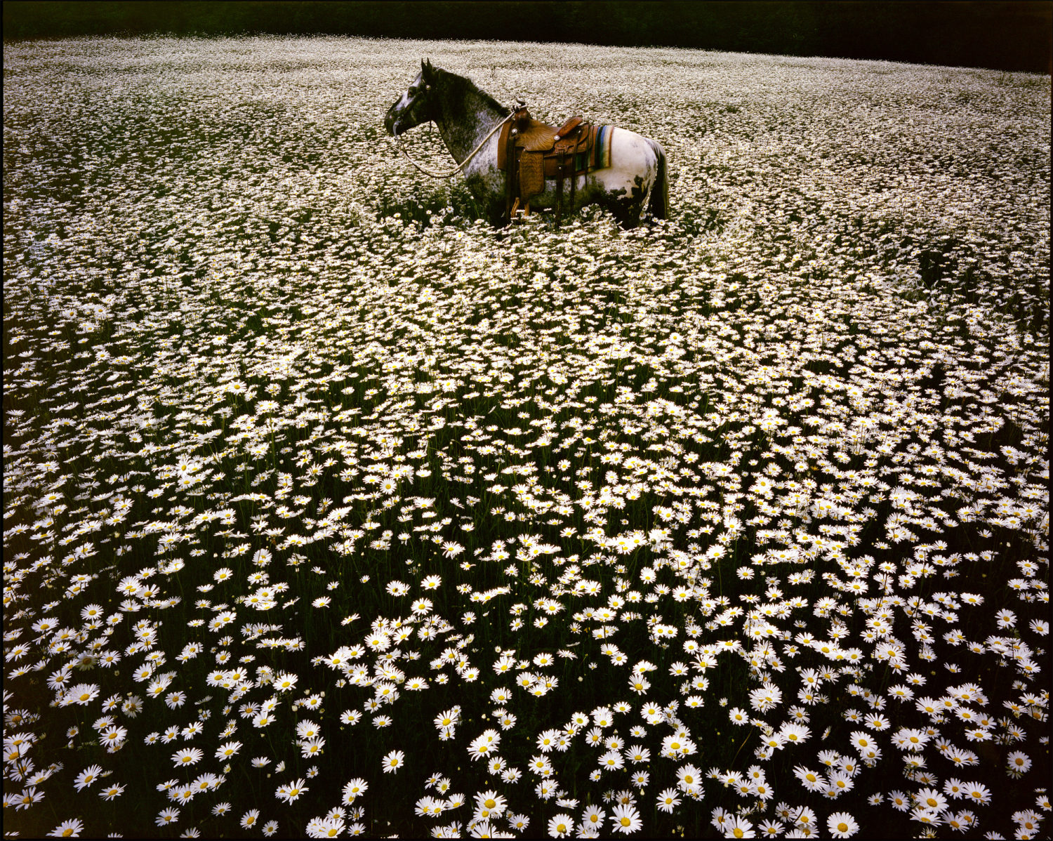 Lucky Spot in daisy field. Sussex, 1985