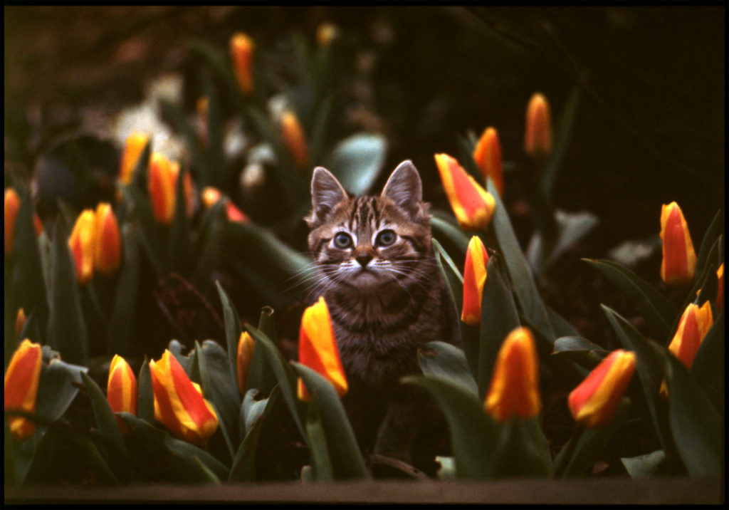 Kitten and tulips. London, 1968