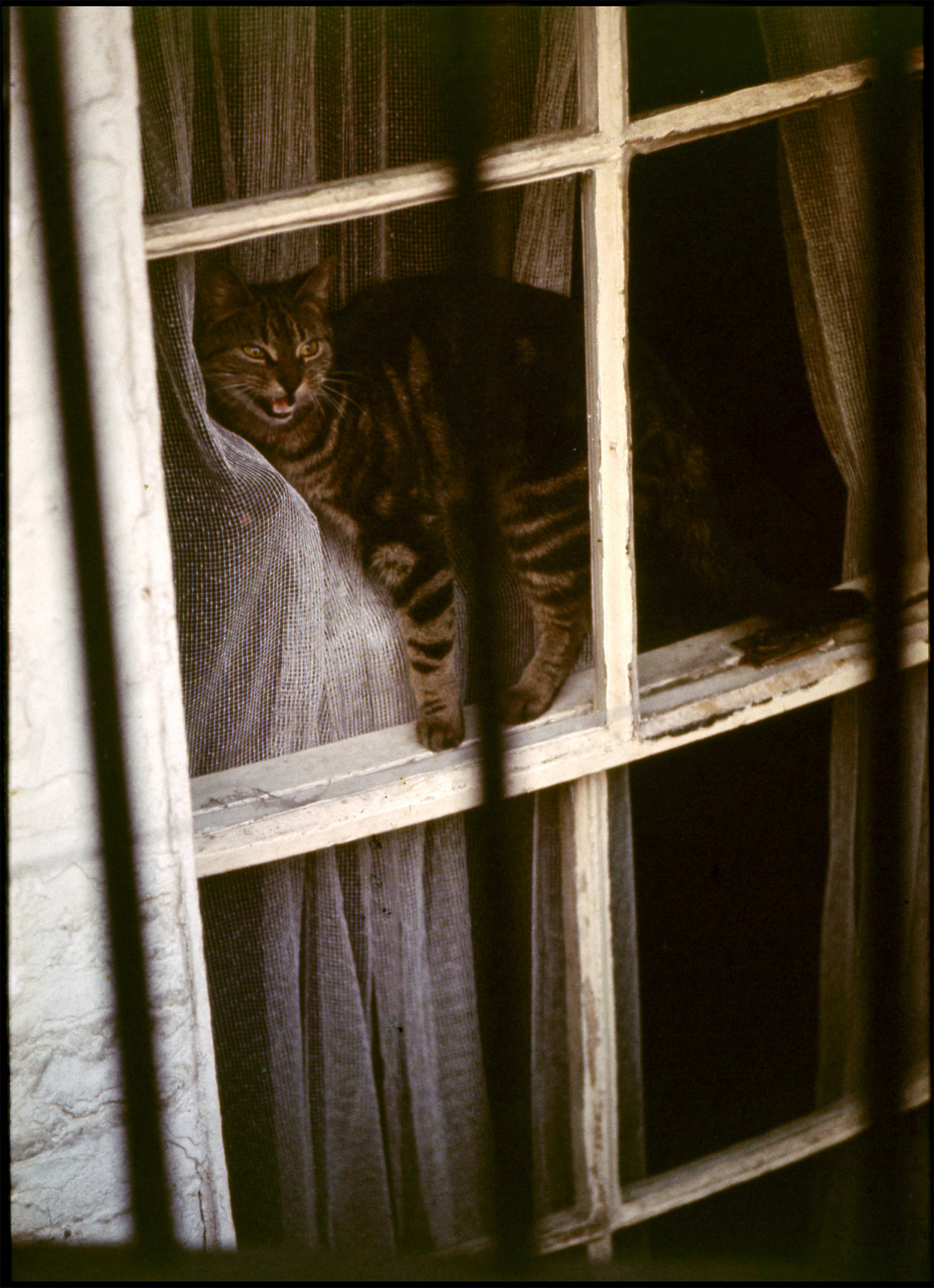 Tabby Cat. London, 1970