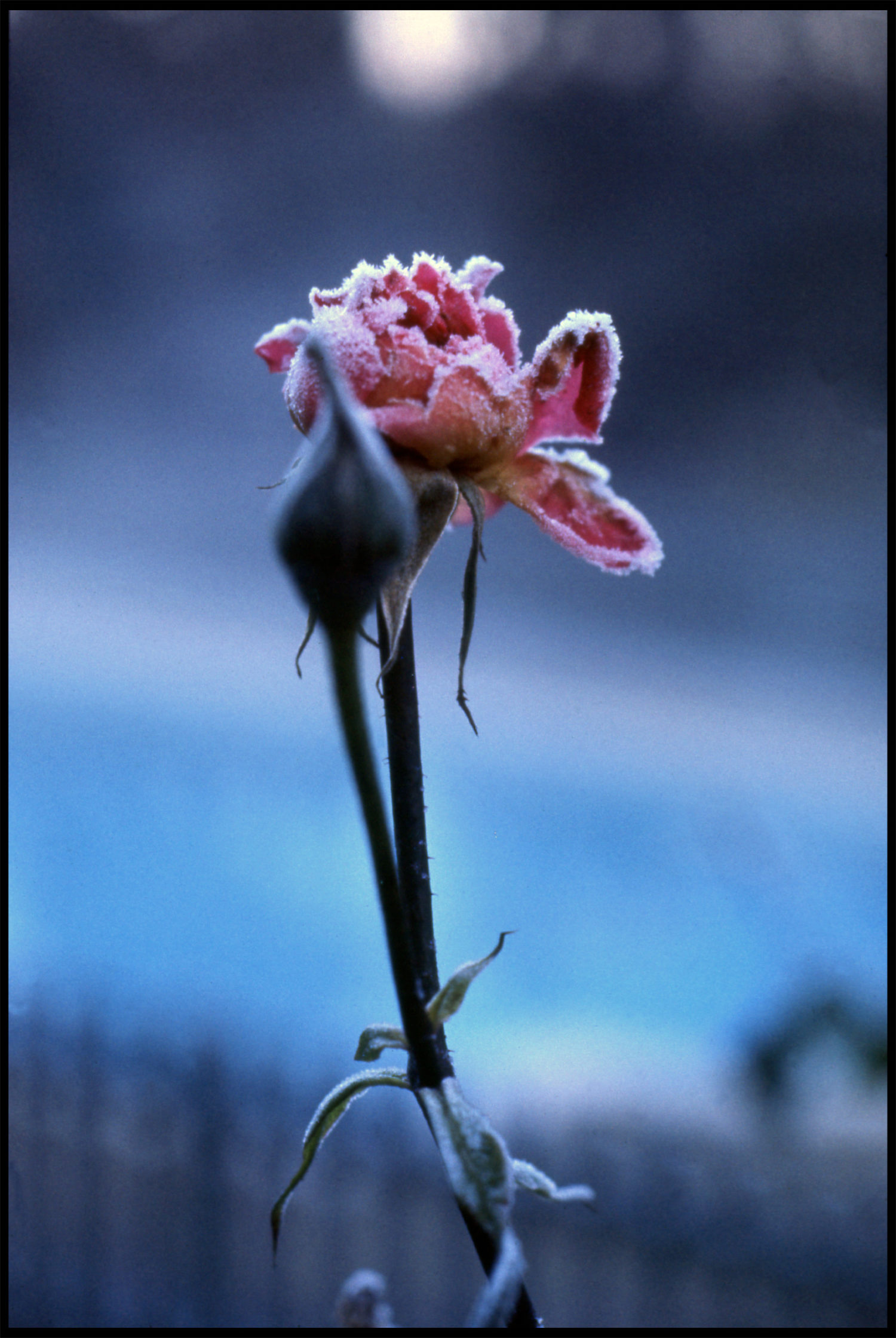 Winter rose. Sussex, 1978
