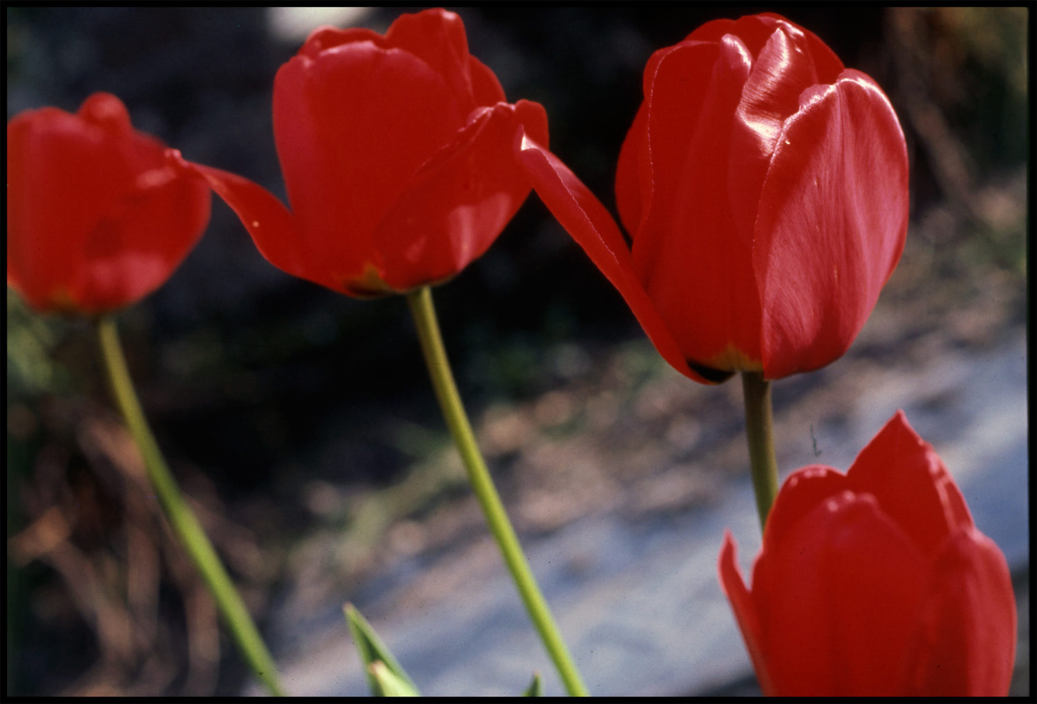 Red tulips. Sussex, 1979