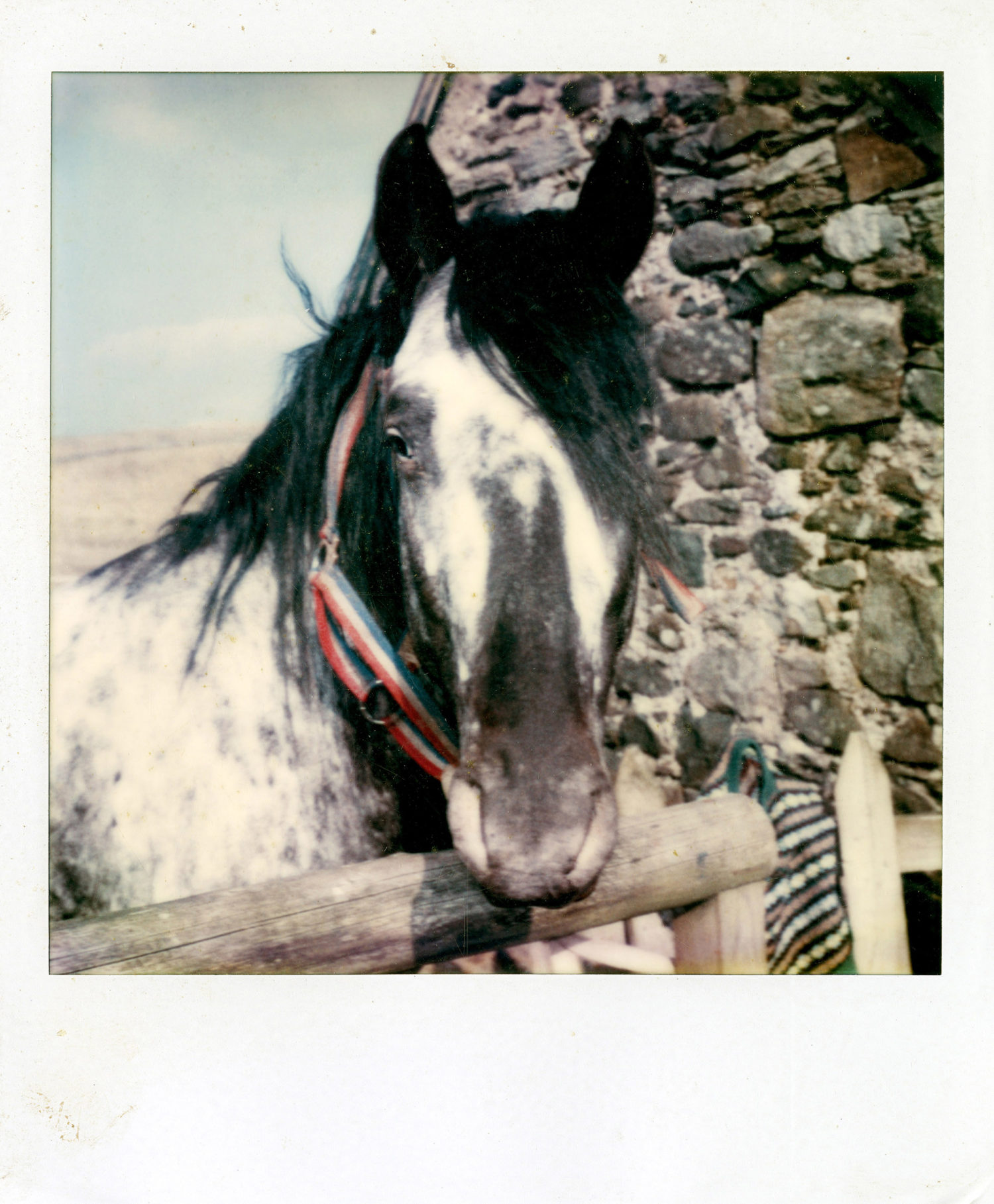 Polaroid of a horse in Scotland