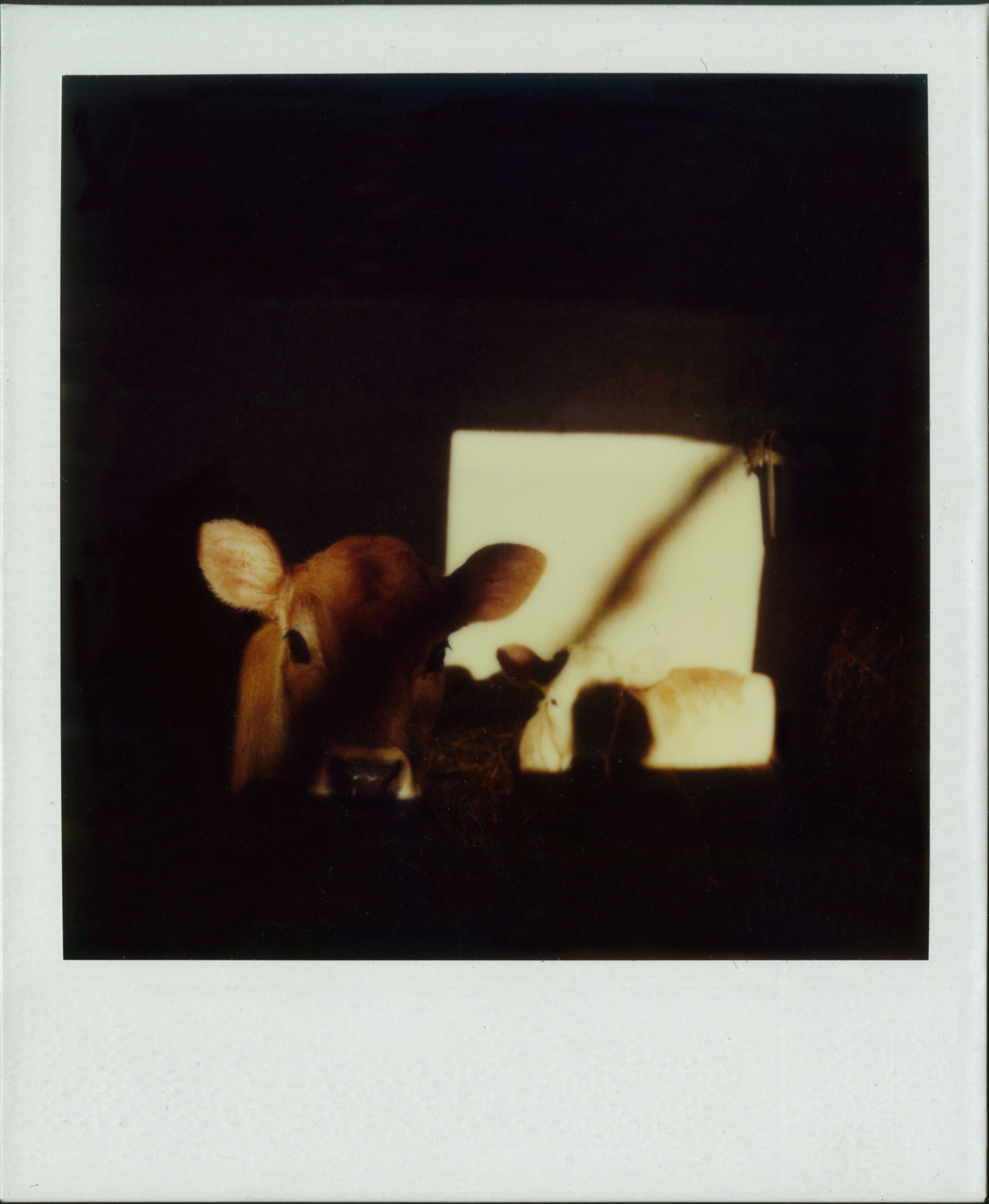 Polaroid of a cow